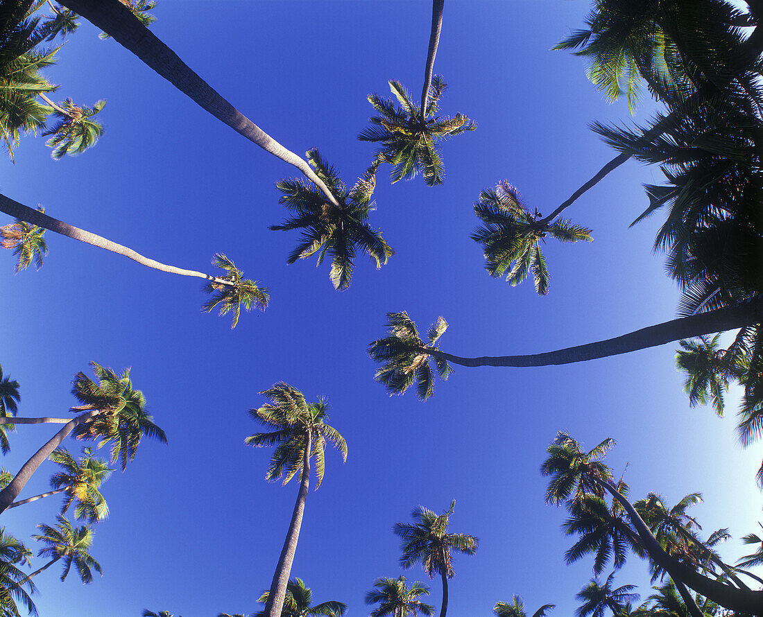Palm trees, Plantation resort, Molololailai island, Fiji.