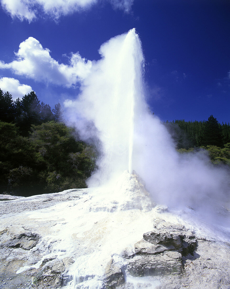 Scenic lady knox geyser, Wai-o-tapu, Rotorua, New zealand.
