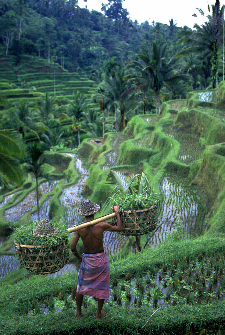 People: scenic rice fields, Pujung, Ubud, Bali, Indonesia.