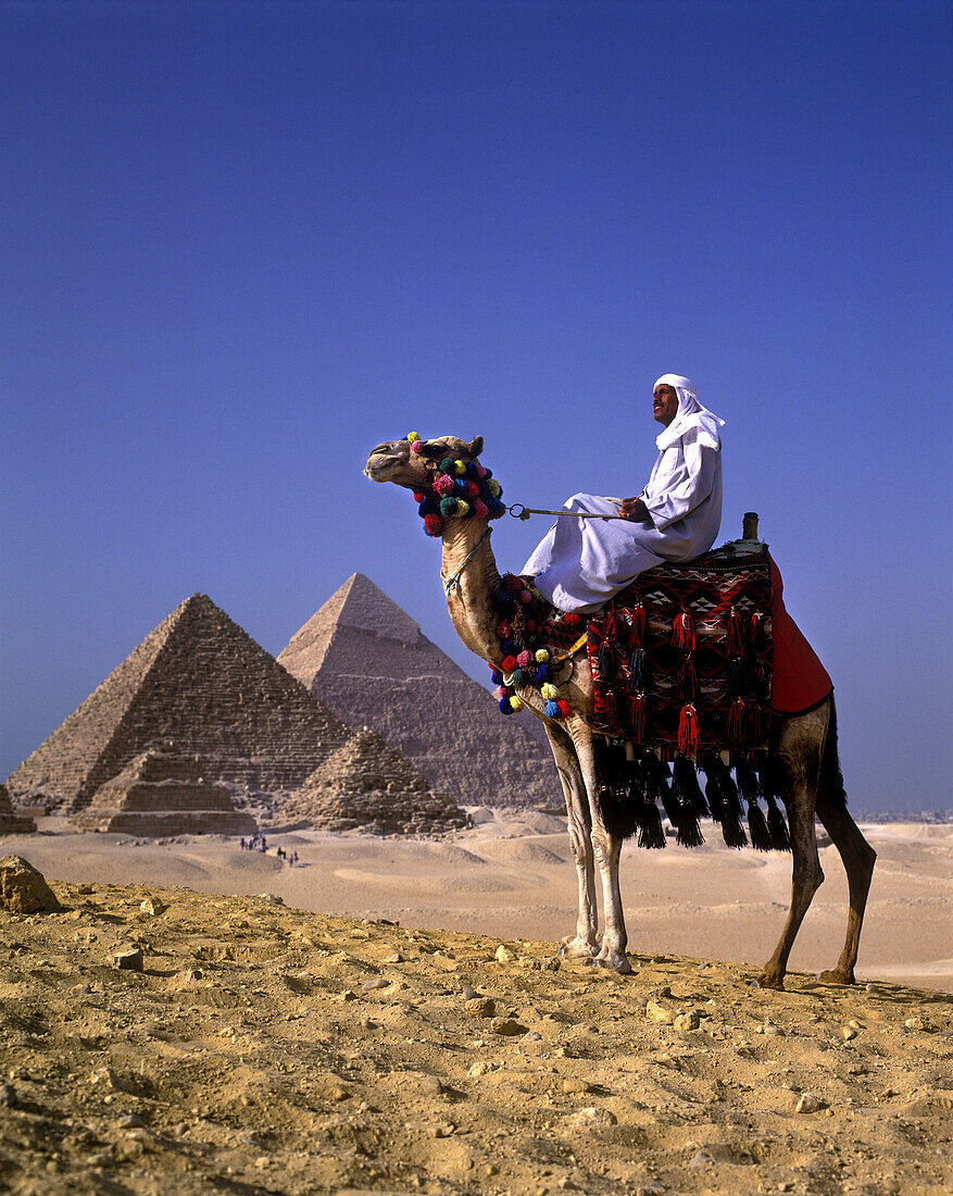 Arab on camel, Great pyramids, Giza ruins, Cairo, Egypt.