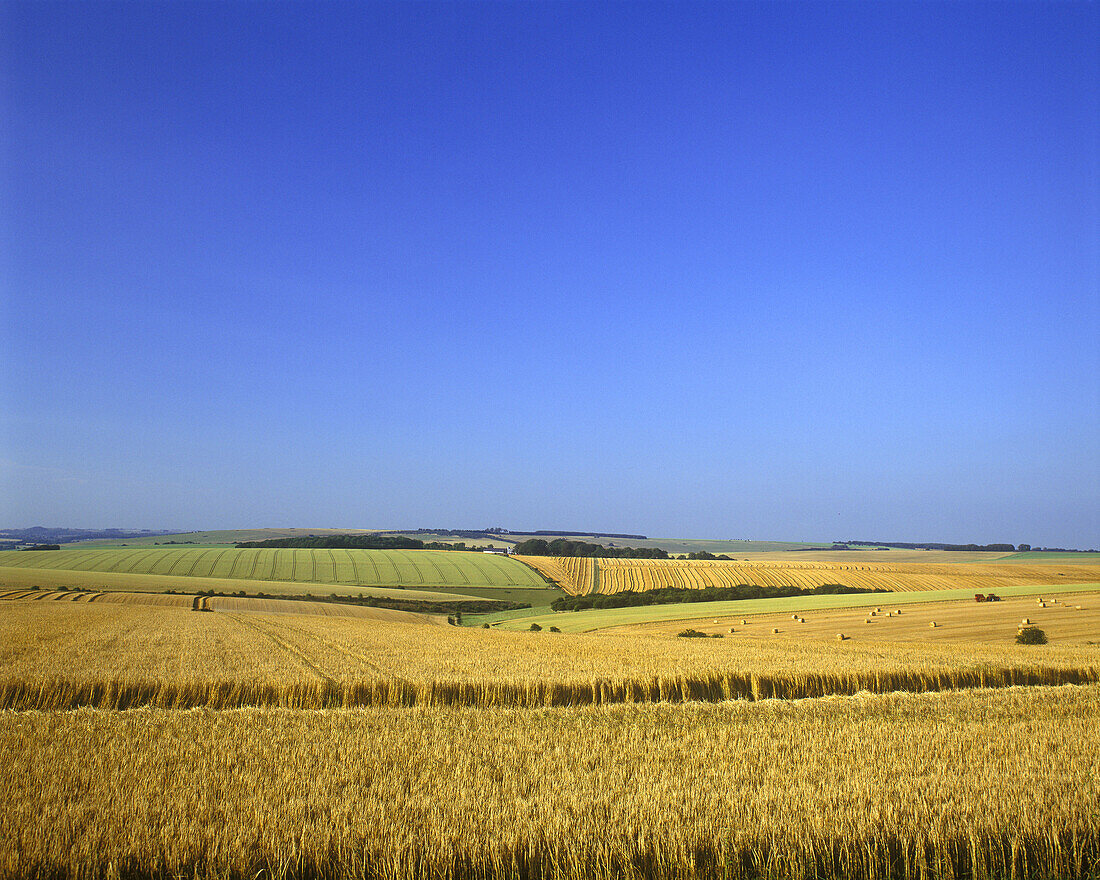 Scenic wheat field, Wiltshire, England, UK