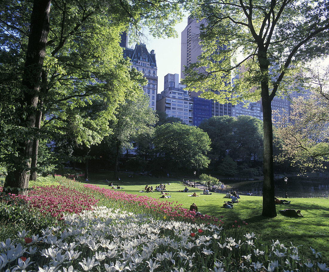 Spring flowers, Central park, Manhattan, New York, USA.