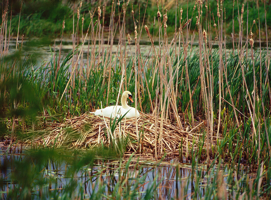 Nesting swan (Cygnus olor). Skane. Sweden