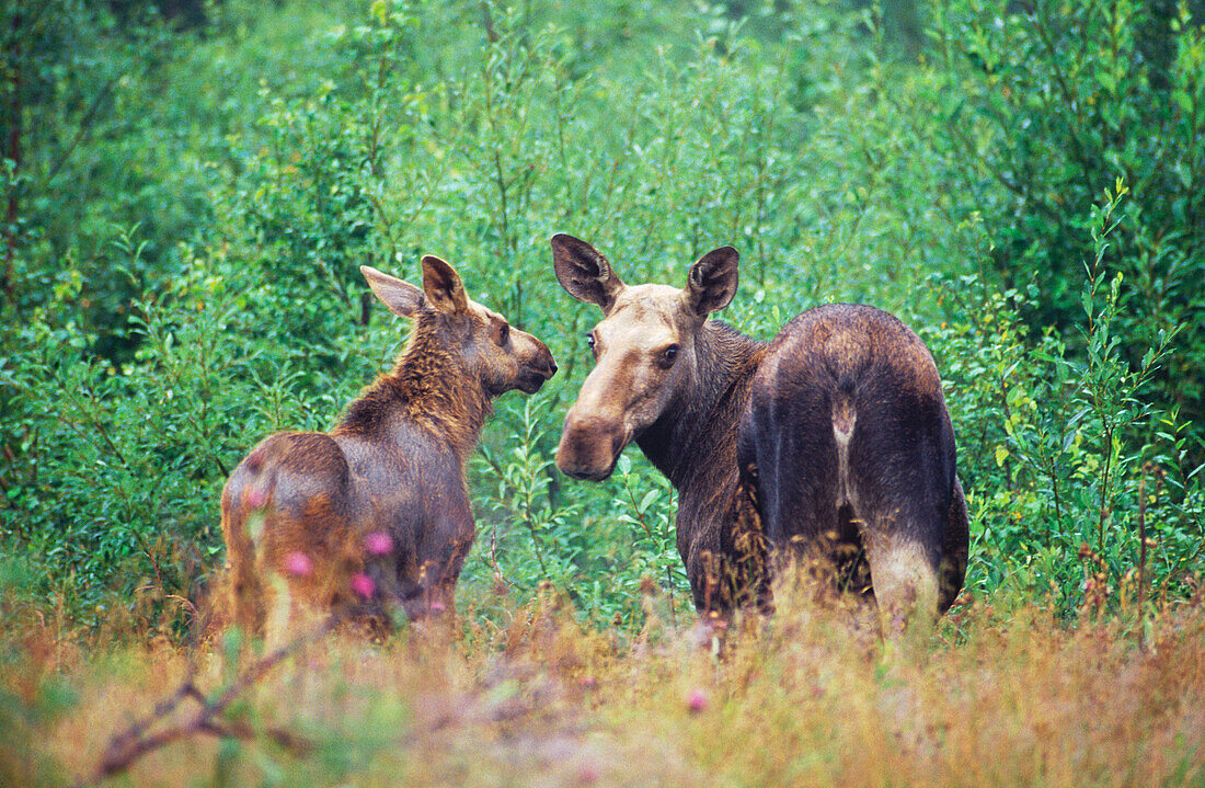 A moose (Alces alce) with calf. Sweden
