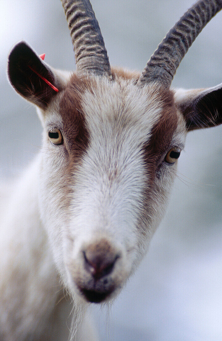 Close up of a goat. Västerbotten. Sweden