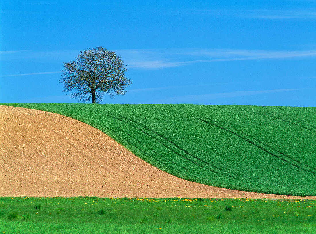 Oak (Quercus robur) on a field with grass. Skane. Sweden