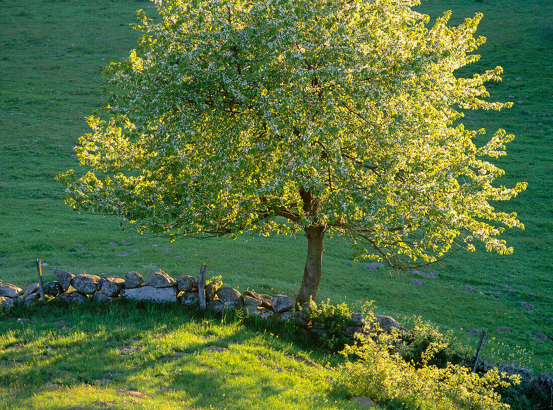 Wild cherry tree (Prunus avium) in Skane. Sweden