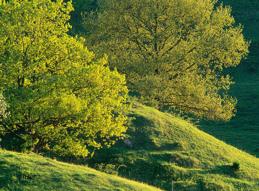 Oaks (Quercus Robur) and Grass field in Skane. Sweden