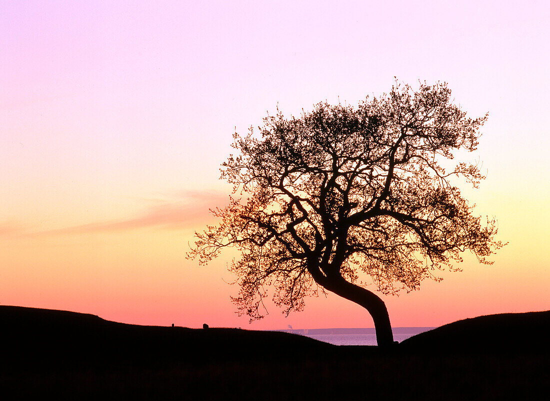 Lonely tree in the evening. Havang. Skane. Sweden