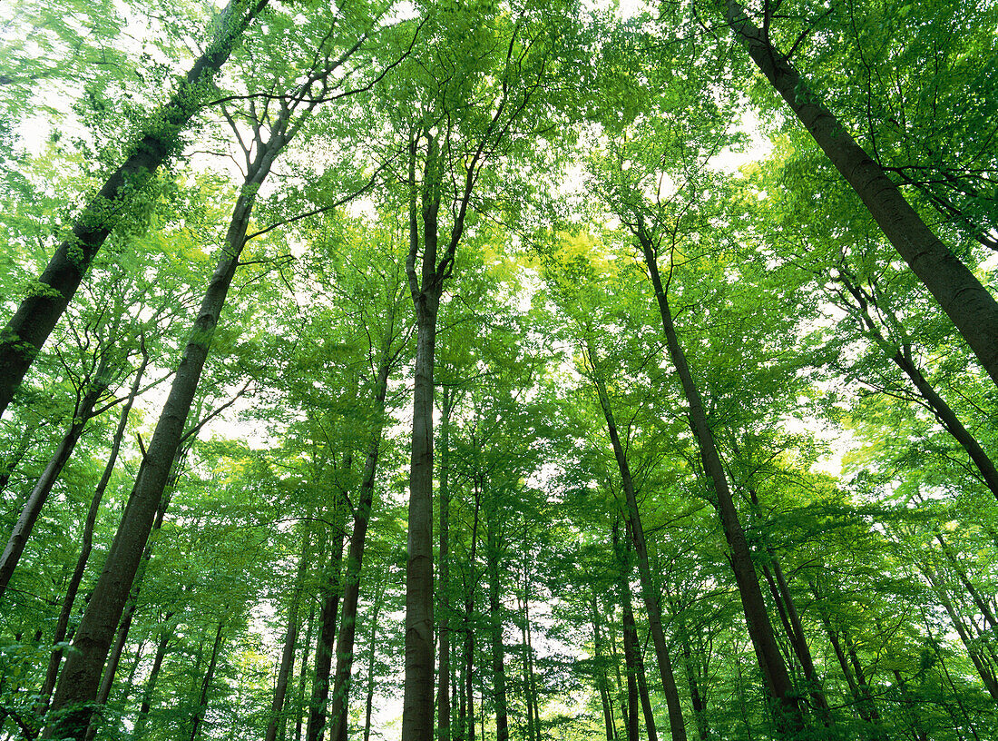 Beech forest in the spring. Skane. Sweden