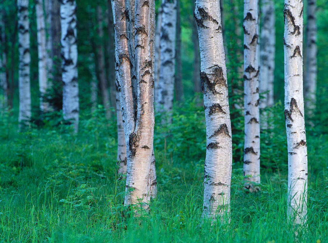 Birch trunks. Västerbotten. Sweden