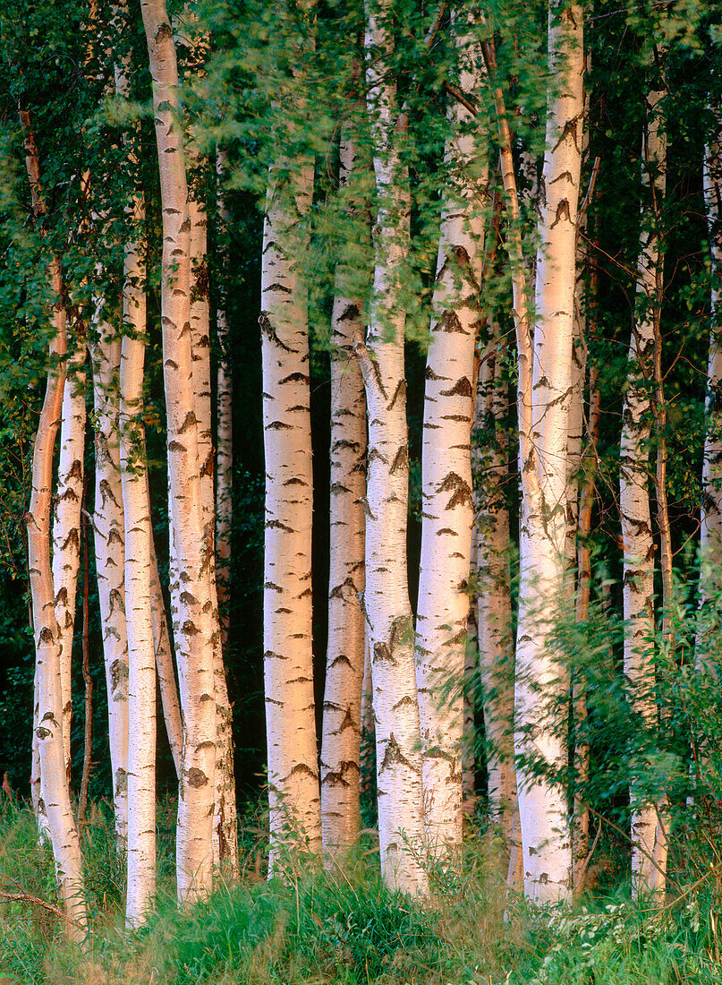 Birch trunks in Vaterbotten. Sweden
