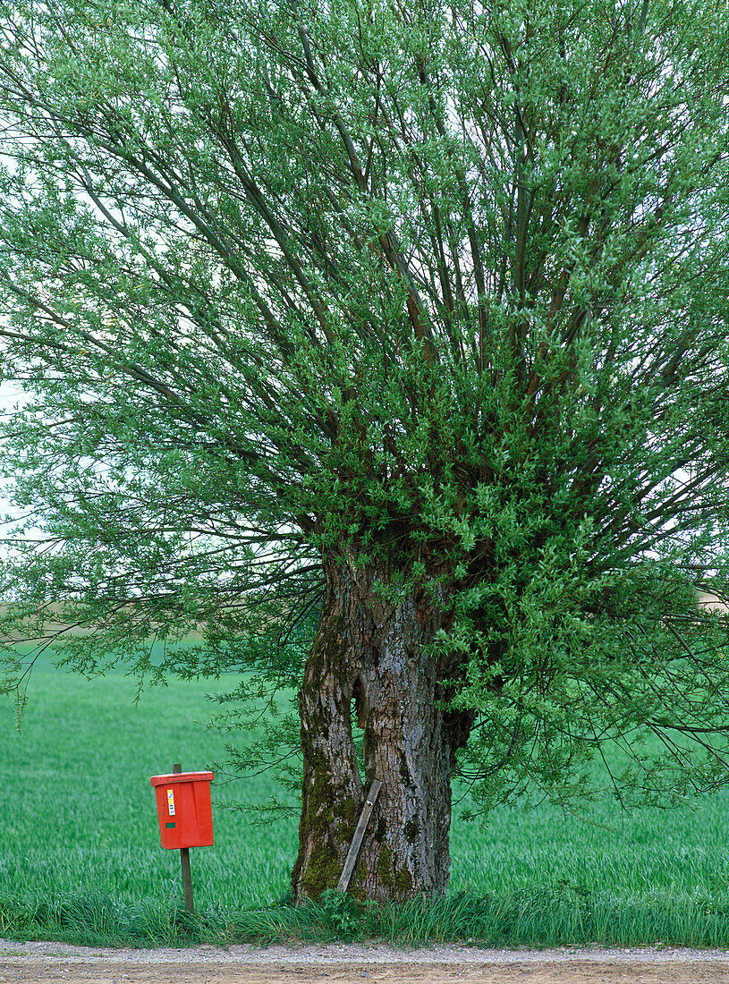 Willow tree and postbox. Skane. Sweden