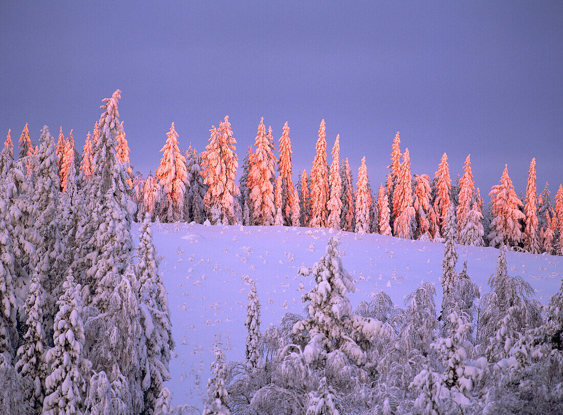 Snow covered spruce forest (Picea abis) in evening light. Vasterbotten. Sweden