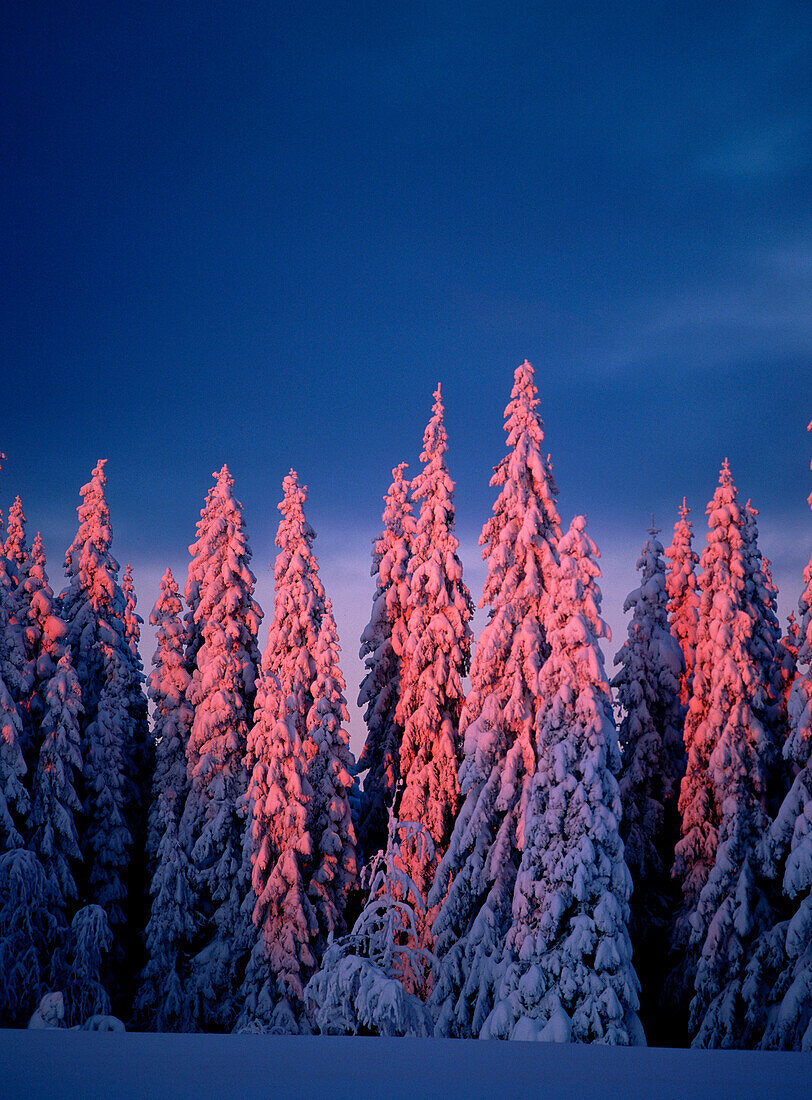 Snow covered spruce forest in Vasterbotten. Sweden