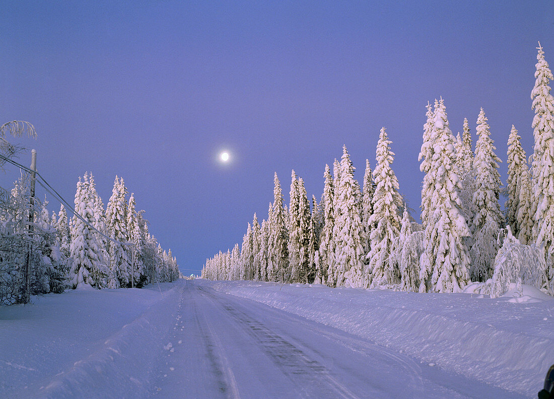 Full-moon and a road surrounded by a snowcovered spruceforest. Gammelboliden. Västerbotten. Sweden
