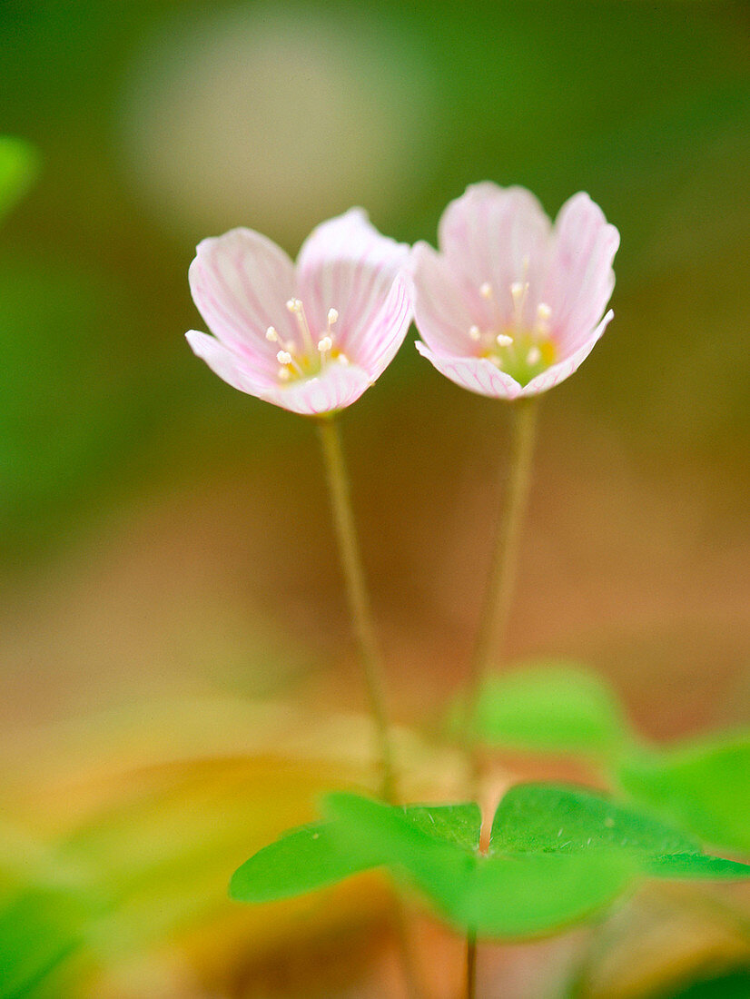 Wood sorrel (Oxalis acetosella)