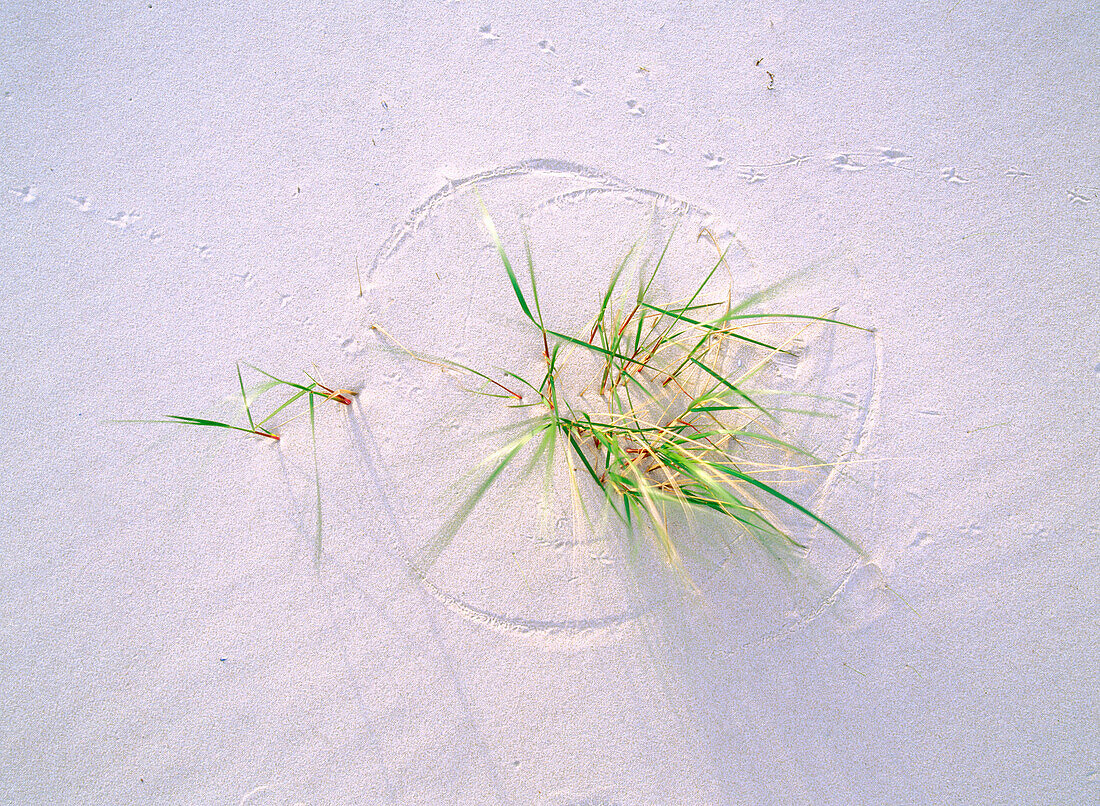 The grass and the wind make these formations on the sand. Sandhammaren. Skane. Sweden