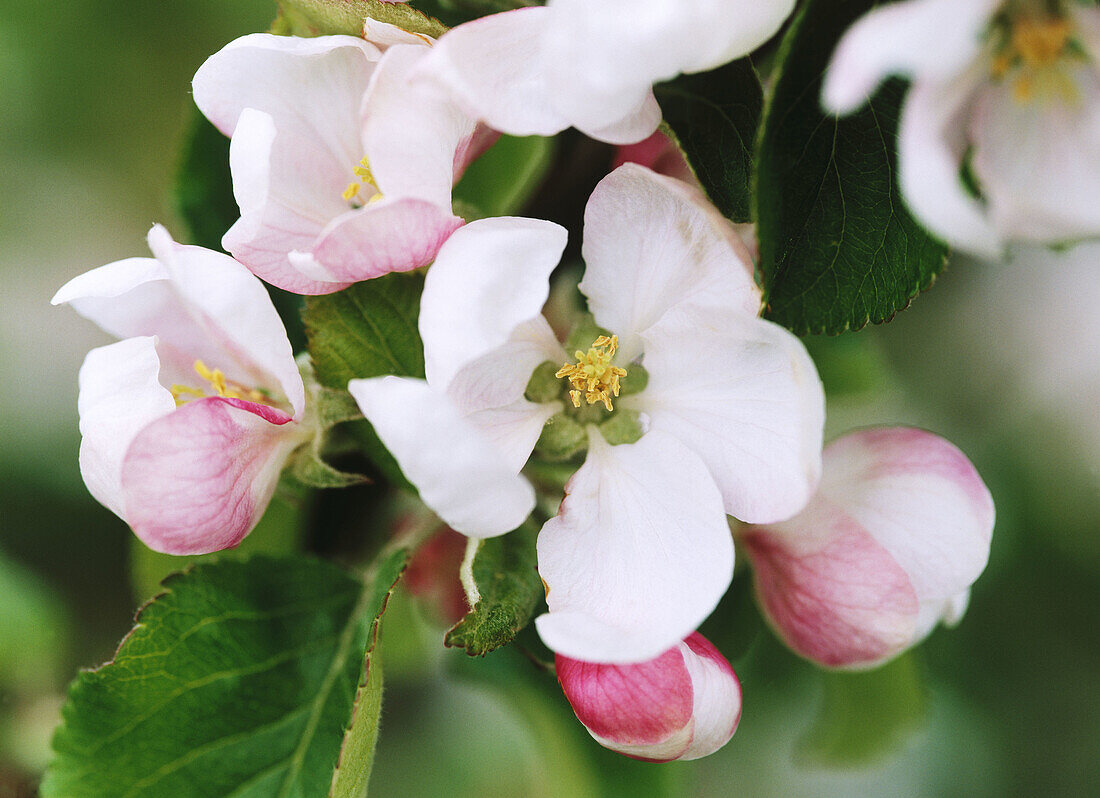 Apple flowers