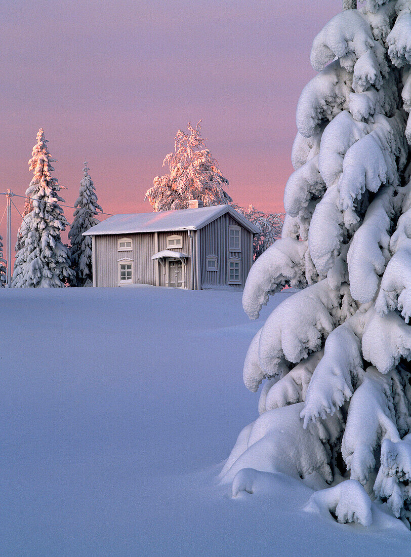 Hoar-frosted house and some snowy spruces, a cold wintermorning. Gammelboliden. Västerbotten. Sweden