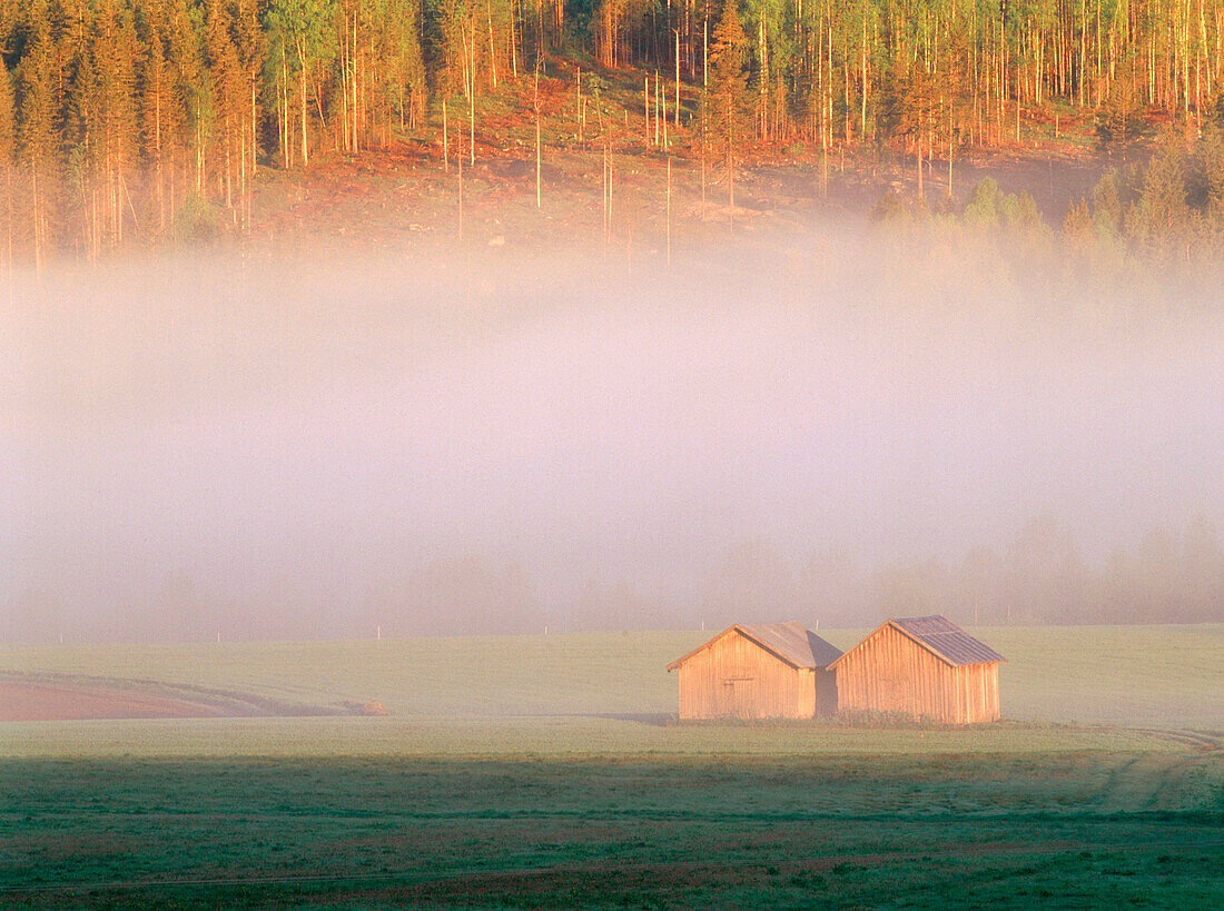 Barns on a field in a mysty summer morning. Vasterbotten. Sweden