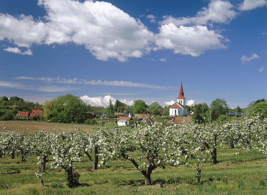 Church behind a apple tree plantation. Rorum. Skane. Sweden