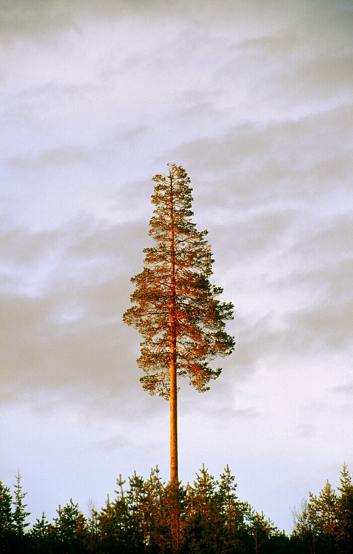 Pine (Pinus sylvestris) in evening light. Kalvtrask. Västerbotten. Sweden