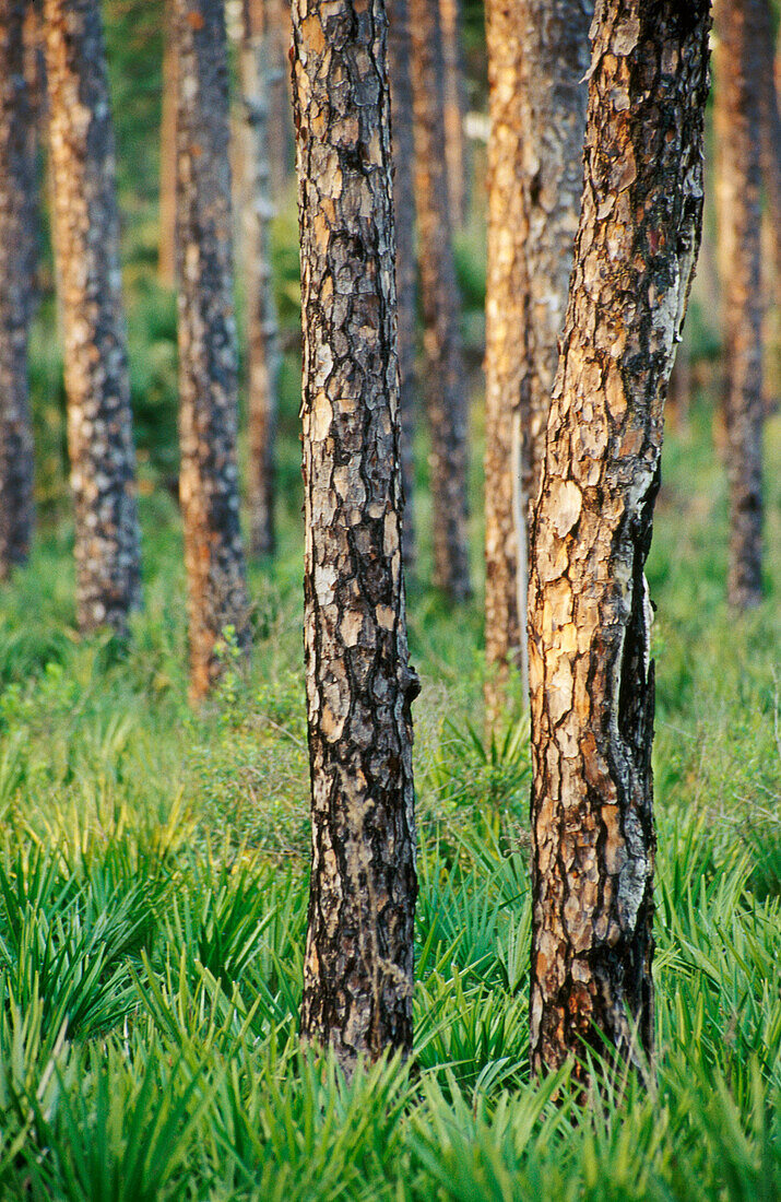 Interior from the slash pine (Pinus elliotii) forest with saw palmetto (Serenoa repens) on the ground. Corkscrew swamp. Florida. USA