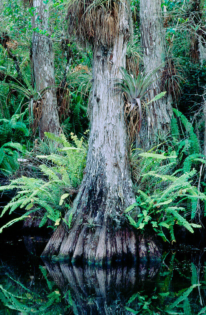 The bald cypress (Taxodium distichum) forest with airplants. Big Cypress National Preserve. Florida. USA