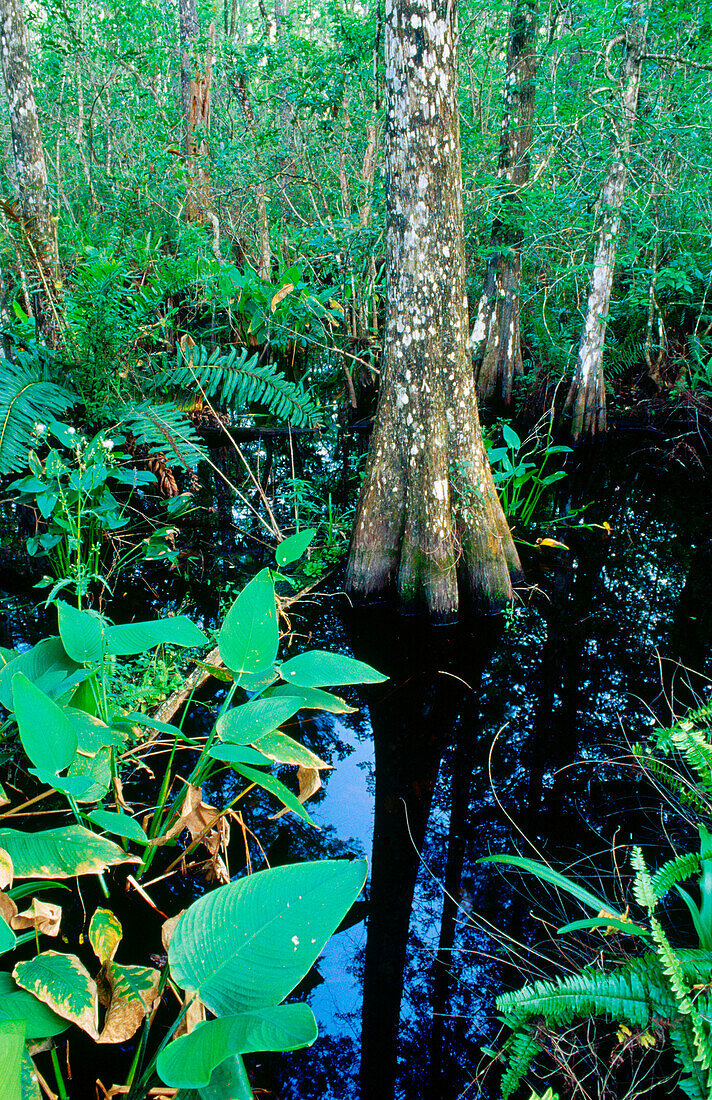 Interior from the bald cypress (Taxodium distichum) forest. Corkscrew Swamp. Florida. USA