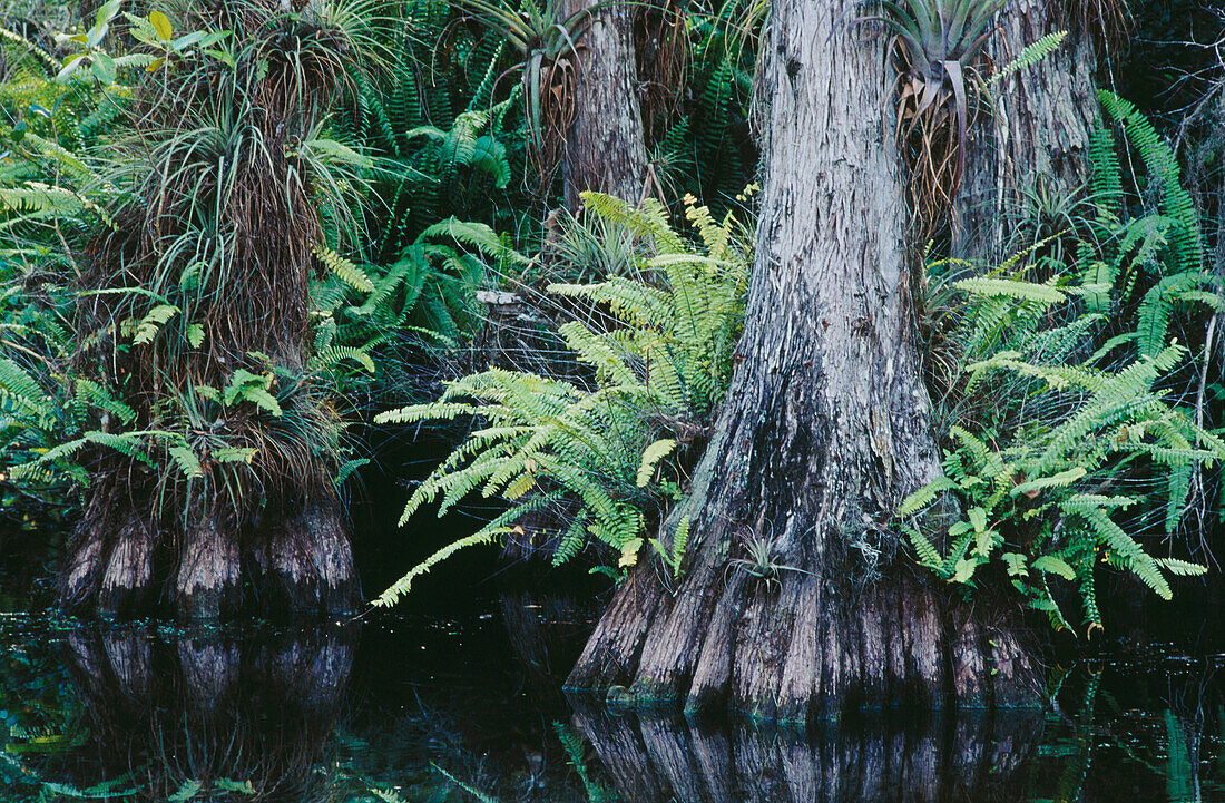 The bald cypress (Taxodium distichum) forest with airplants. Big Cypress National Preserve. Florida. USA