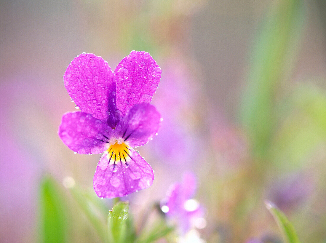 A wild pansy (Viola tricolor). Byske. Vasterbotten. Sweden