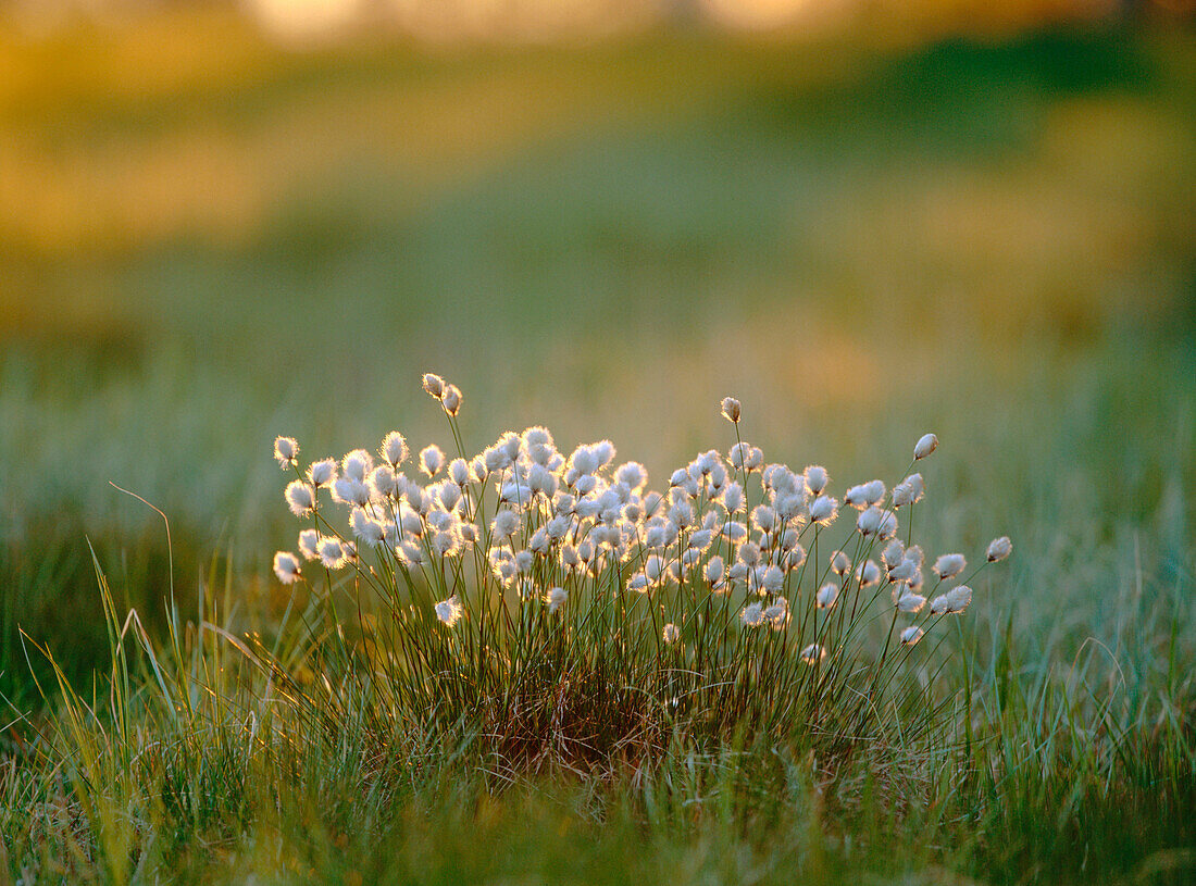 Cottongrass (Eriophorum vaginatum)
