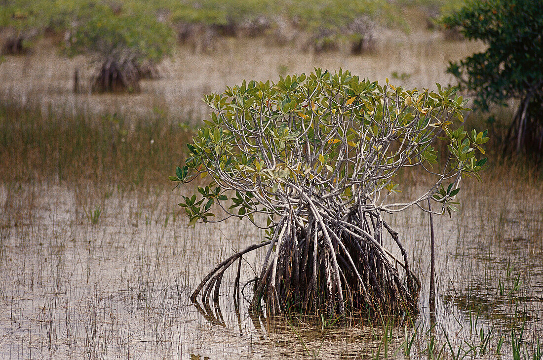 A seamp with red mangrove (Rhizophora mangle). Everglades. Florida. USA