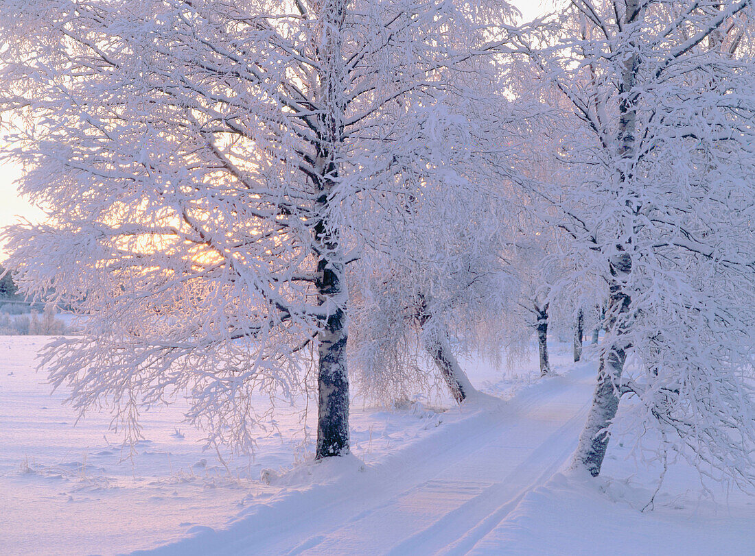 A tree-lined road with snowcovered birches , a wintereve. Vallen. Vasterbotten. Sweden