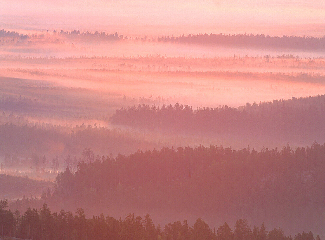Misty morning over a forest. Kalvtrask. Vasterbotten. Sweden