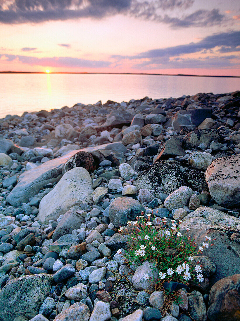 Sea Campions (Silene uniflora) and sunset. Klavaskar. Vasterbotten. Sweden