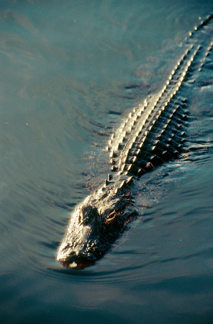A swimming american alligator (Alligator Mississippiensis). Everglades. Florida. U.S.A