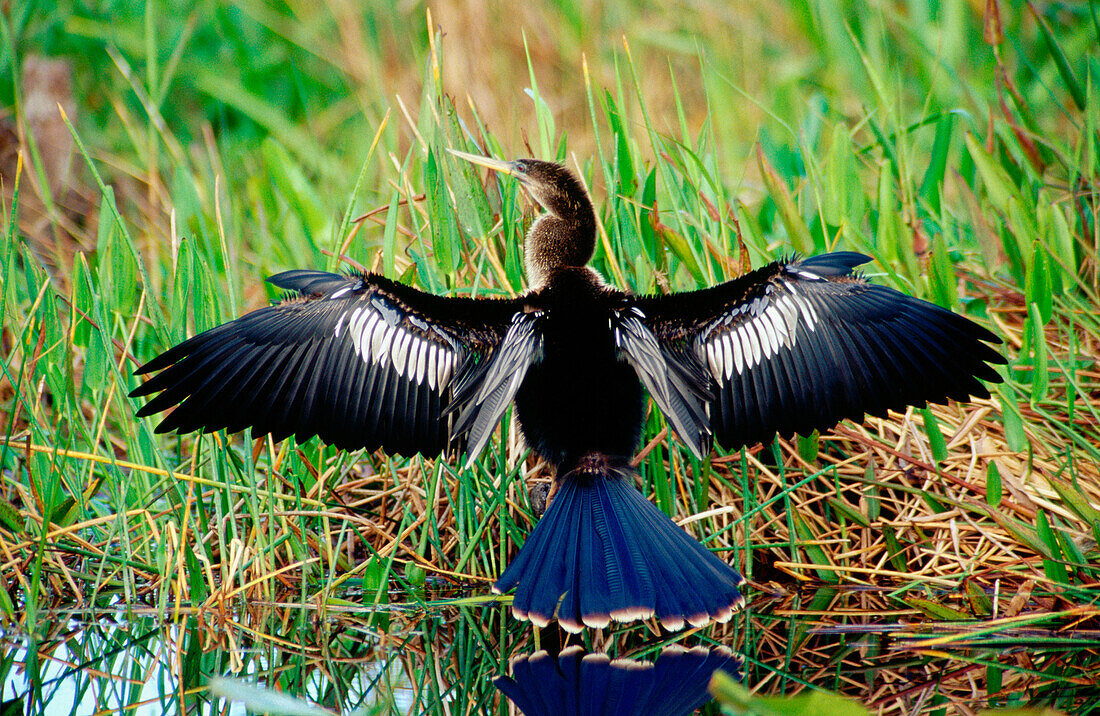 An Anhinga (Anhinga Anhinga) basking in the sun. Everglades. Florida. USA