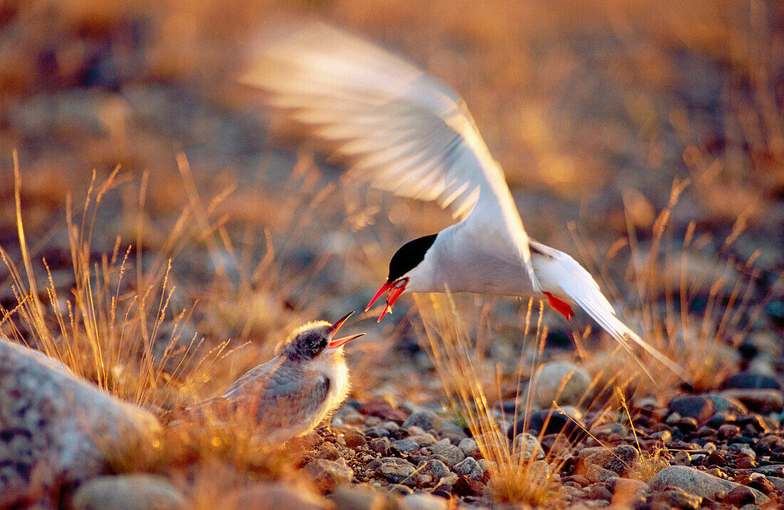 An artic tern (Sterna Paradisaea) feeding it s young in evening light. Vasterbotten. Sweden