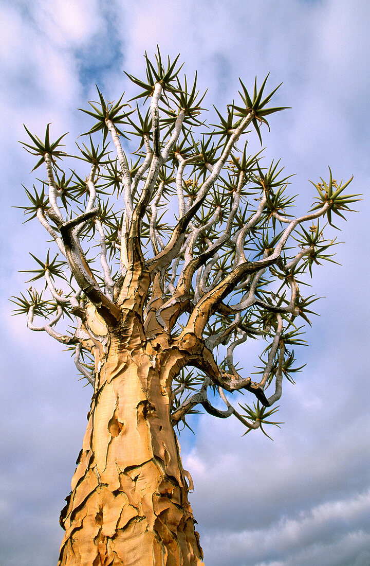Quiver tree (Aloe dichotoma) crown. Keetmanshoop. Namibia