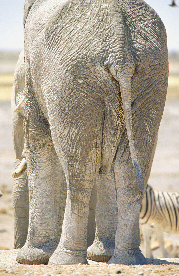Back of elephant (Loxodonta africana). Etosha National Park. Namibia