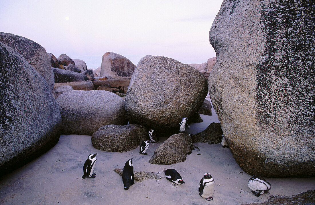 Jackass Penguin (Spheniscus demerus) on the beach. Simon s Town. South Africa