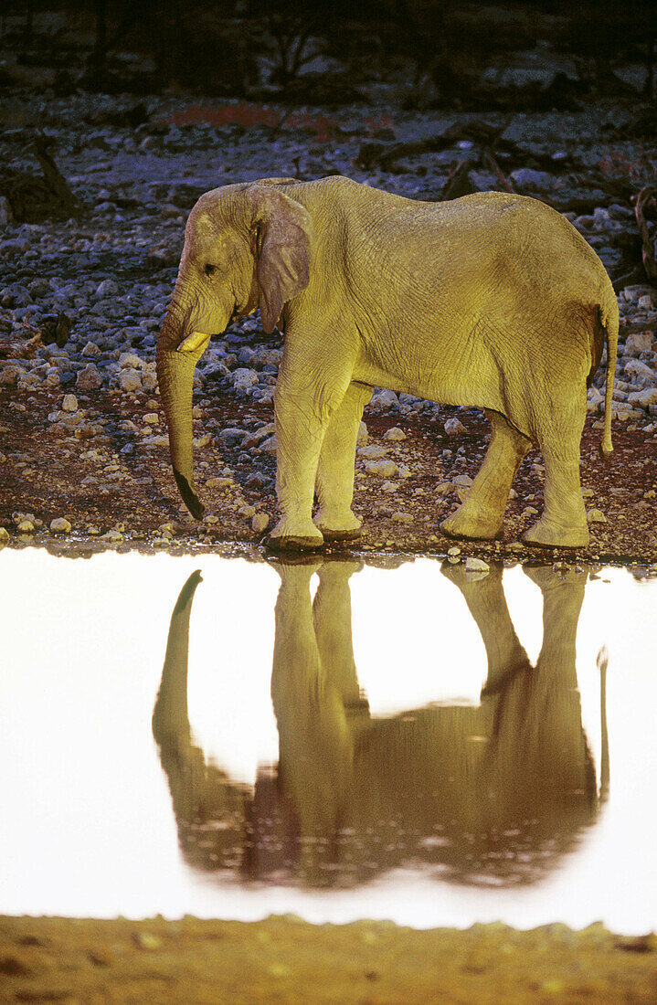 Elephant (Loxodonta africana) standing behind a water hole. Etosha National Park. Namibia