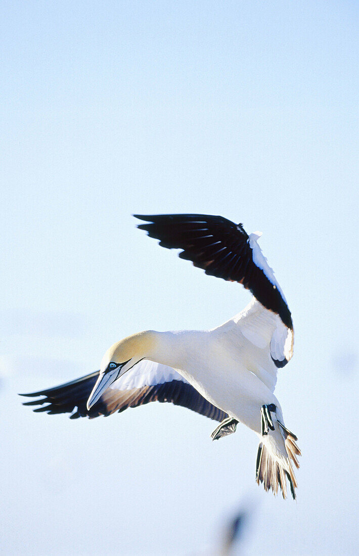 Landing cape gannet (Morus capensis) over the colony at Bird Island. Lambert s Bay. South-Africa