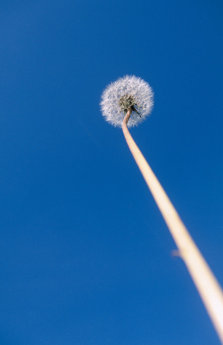 Pappus form of Dandelion (Taraxacum vulgaria) and blue sky. Skramtrask, Västerbotten, Sweden