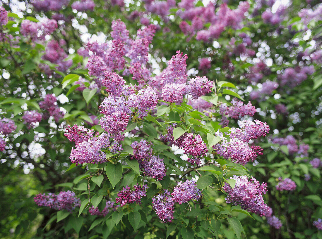 Flowering Lilac (Syringa vulgaris). Medle, Västerbotten, Sweden