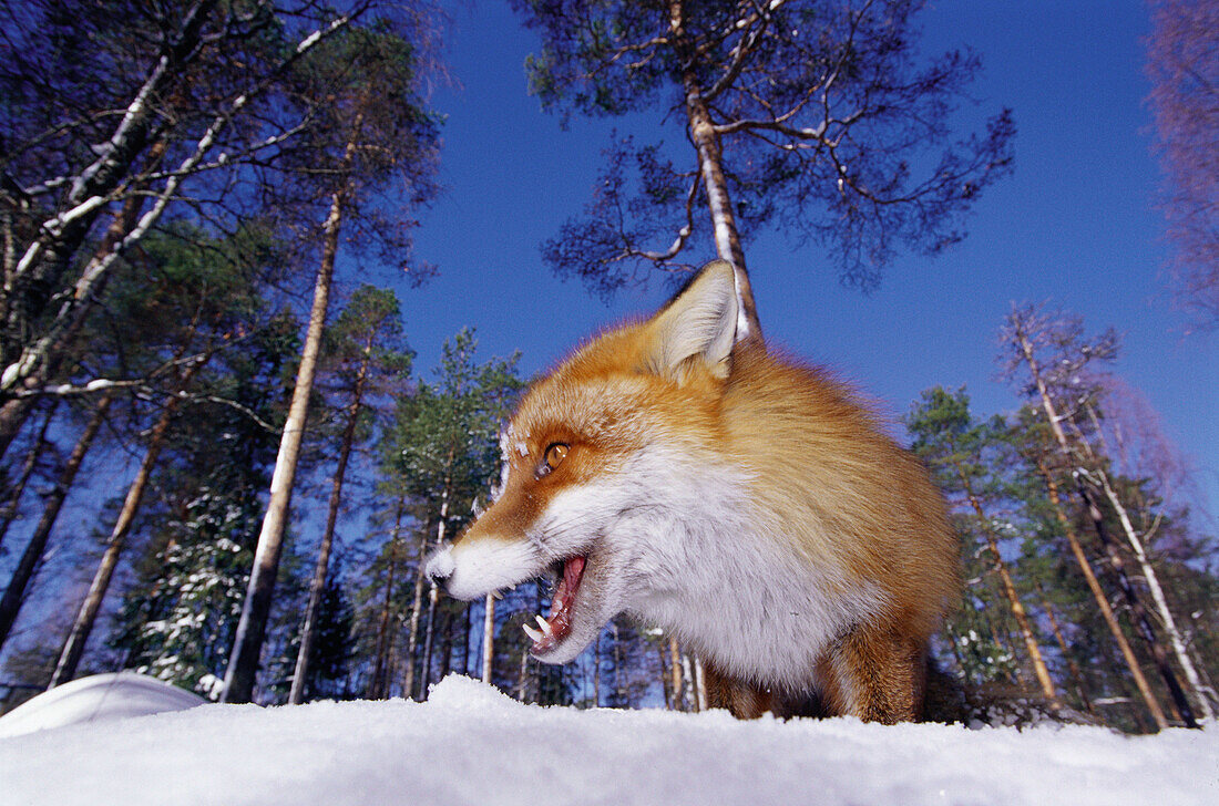 Red Fox (Vulpes vulpes). Lycksele, Västerbotten, Sweden
