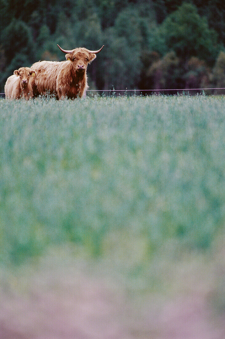 Scottish Highland cattle on field, cow and calf. Bjurliden, Västerbotten, Sweden