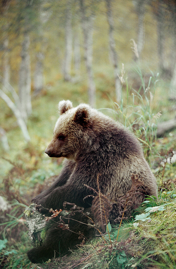 Brown Bear (Ursus arctos) in captivity. Norway